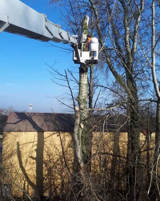 Wycinka drzew, usługa rębakiem  , czyszczenie działek.