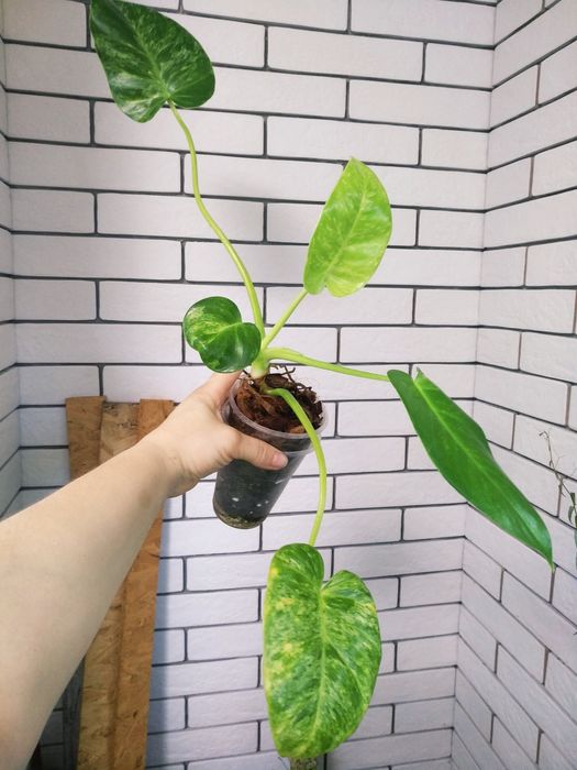 гігантум вар, голд сатін, бразіл,глоріосум, рожева принцеса, ред анде