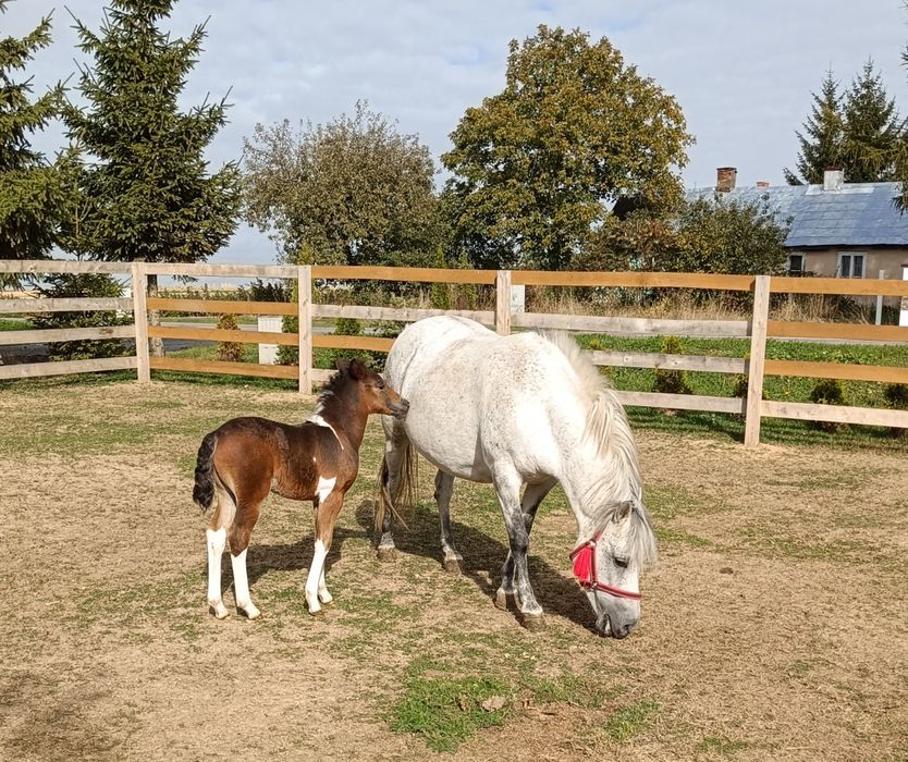 Klacz kuc Feliński ze źrebakiem* 135 cm* możliwa zamiana