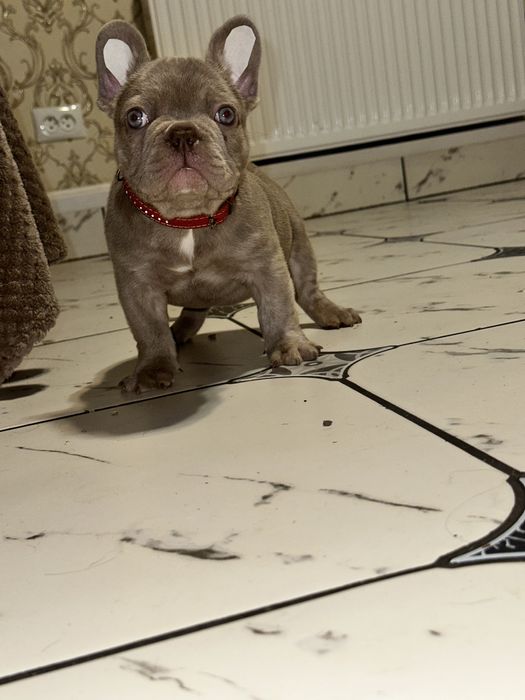 Ізабелловий хлопчик