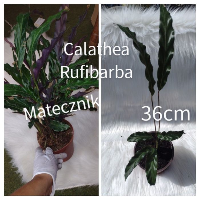 Calathea Rufibarba ( dobrze ukorzeniona)