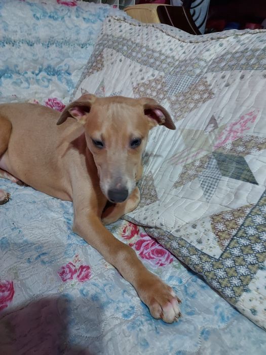 Chart Angielski Whippet piesek