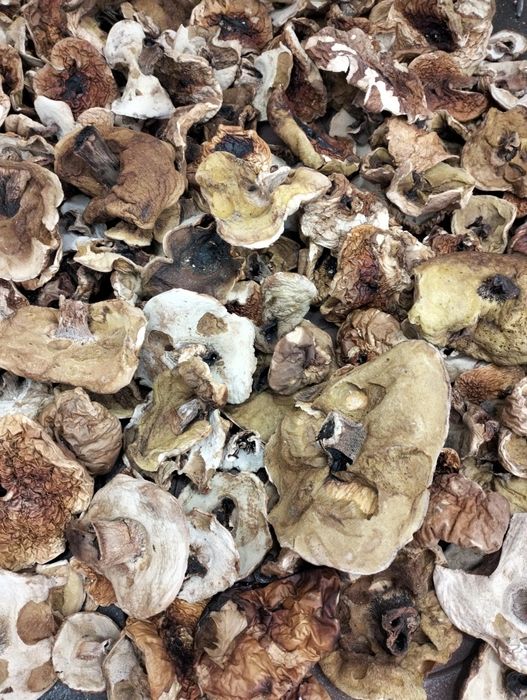 Grzyby suszone zielone