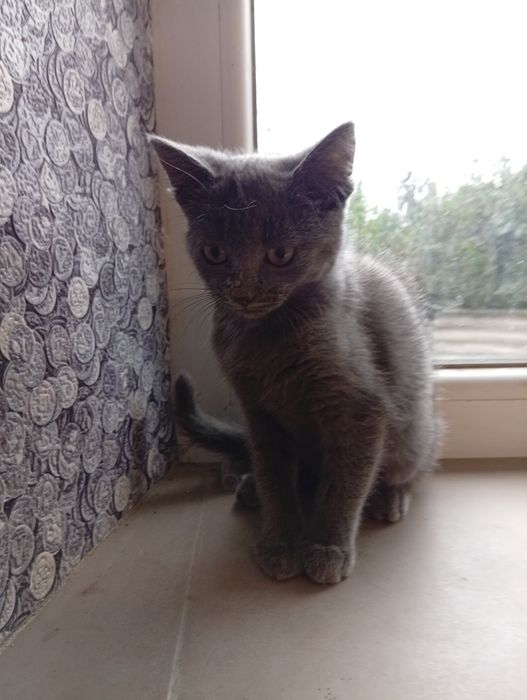 Віддам у добрі руки