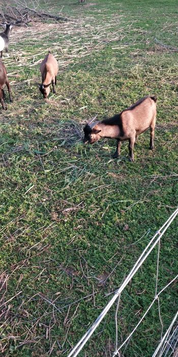 Cabras Anãs fêmea e machos