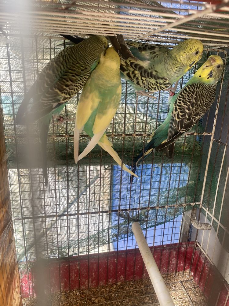 3 Periquitos  para vender