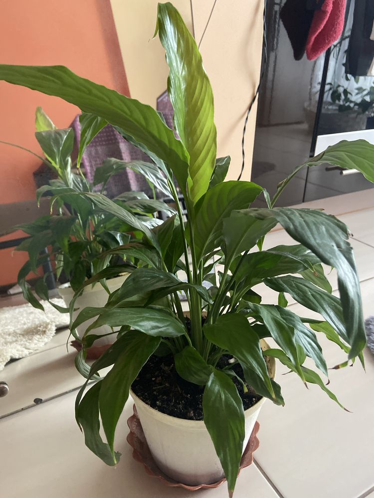 Skrzydlokwiat  Spathiphyllum Kwiatek doniczkowy