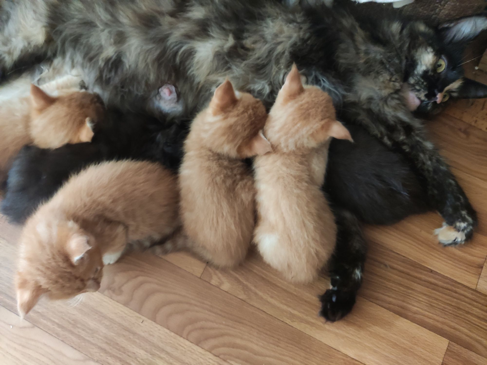 Продам котят Мейн кун
