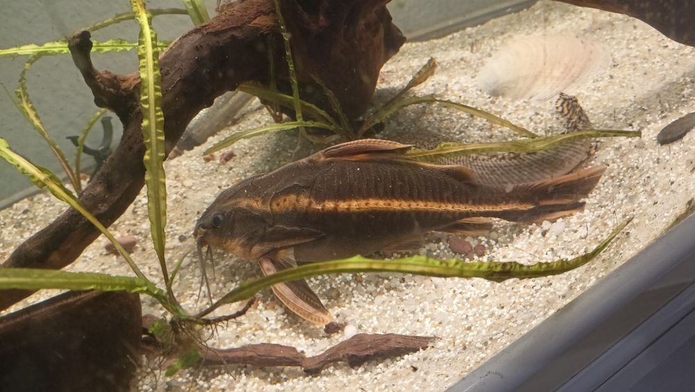 Troca Arowana Silver, Oscar e Platydoras armatulus
