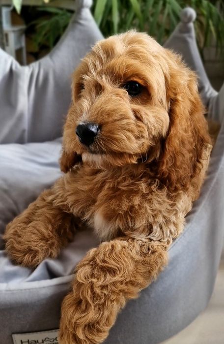 ** Emirek ** cudny chłopiec Cockapoo f1