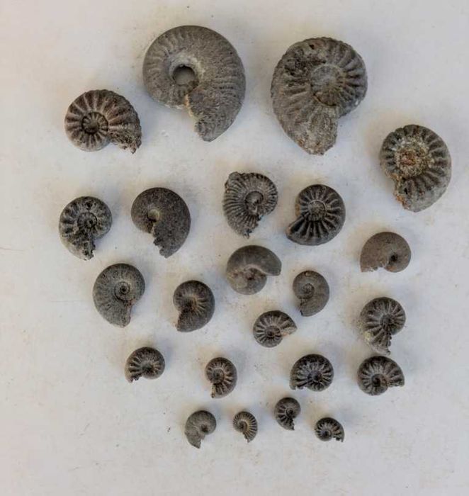 Caixa com mais de 200 fósseis portugueses variados