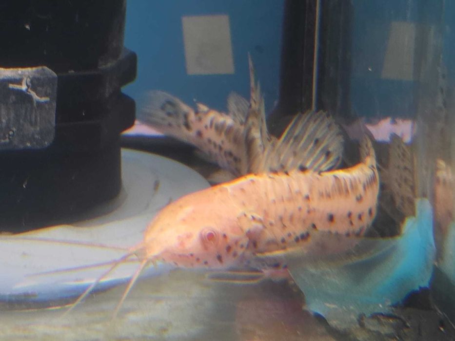 Hoplosternum thoracatum albino 5-6cm