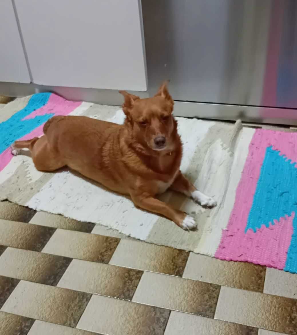 Maggie para Adoção