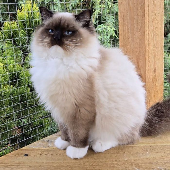 Kotka Ragdoll hodowlana Hermiona Na Kujawach*PL