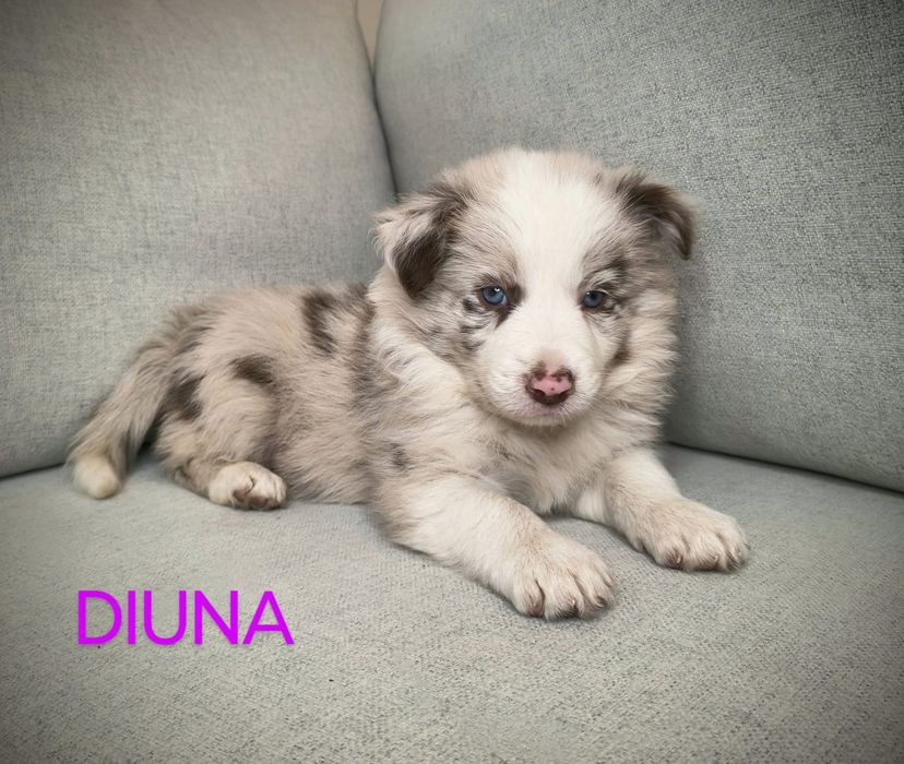 Border Collie Suczka Chocolate Merle BADANIA