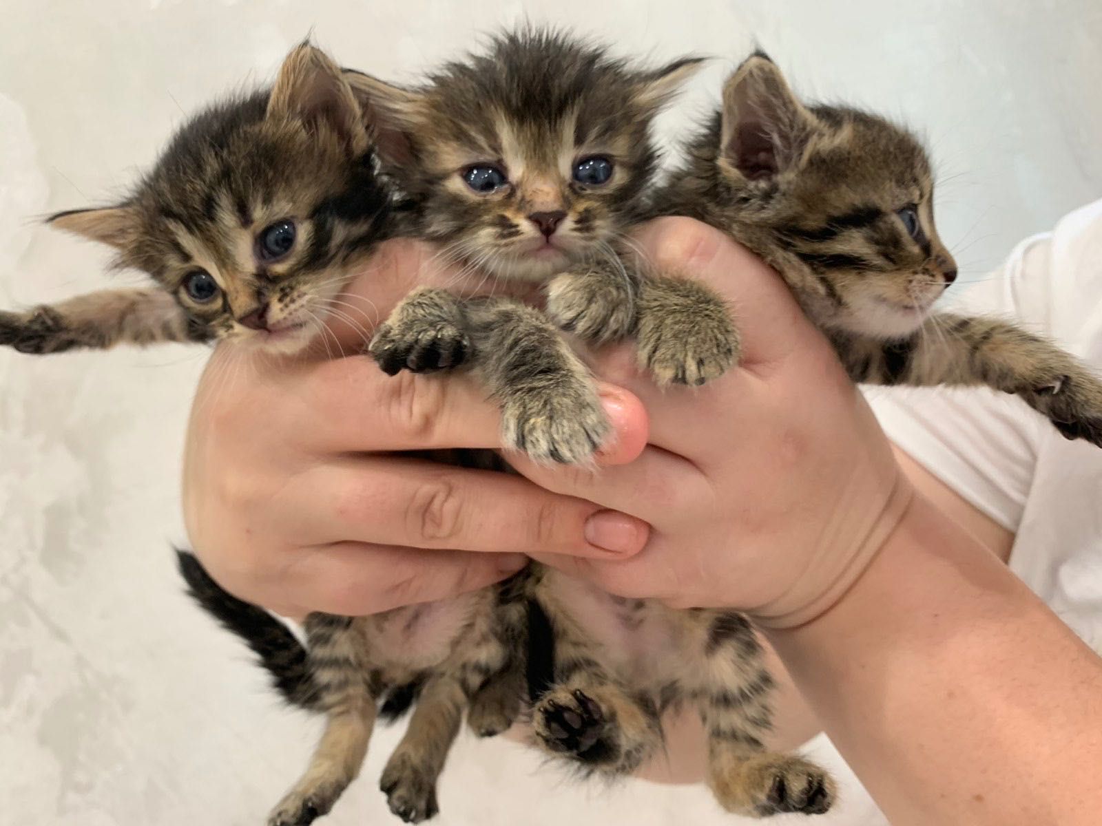 Красивые котята бесплатно