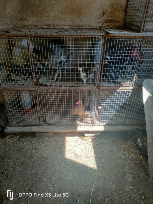 Galinhas,galos,pintos,patacas,perus,gansos e cabra.