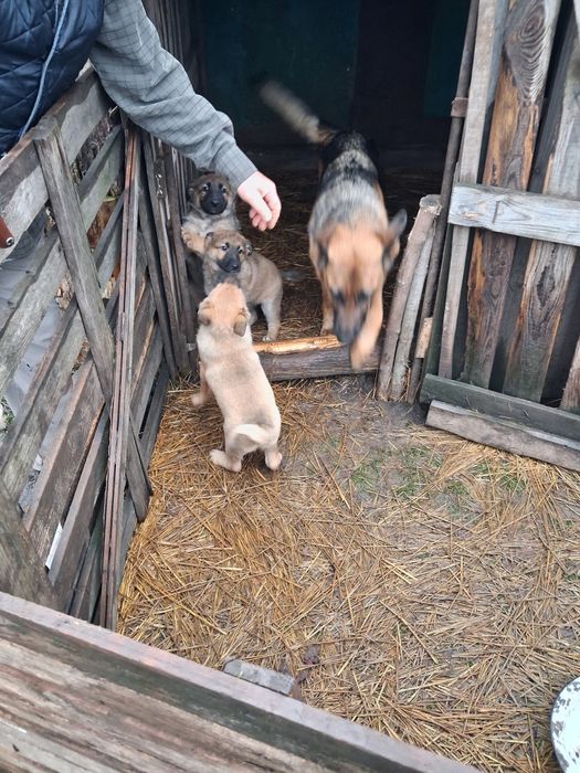 Цуценята в добрі руки