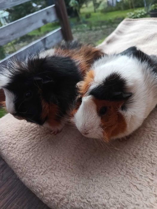 Świnki morskie szukają nowego domku