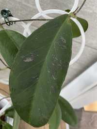 Hoya hoja fauziana aff angulata