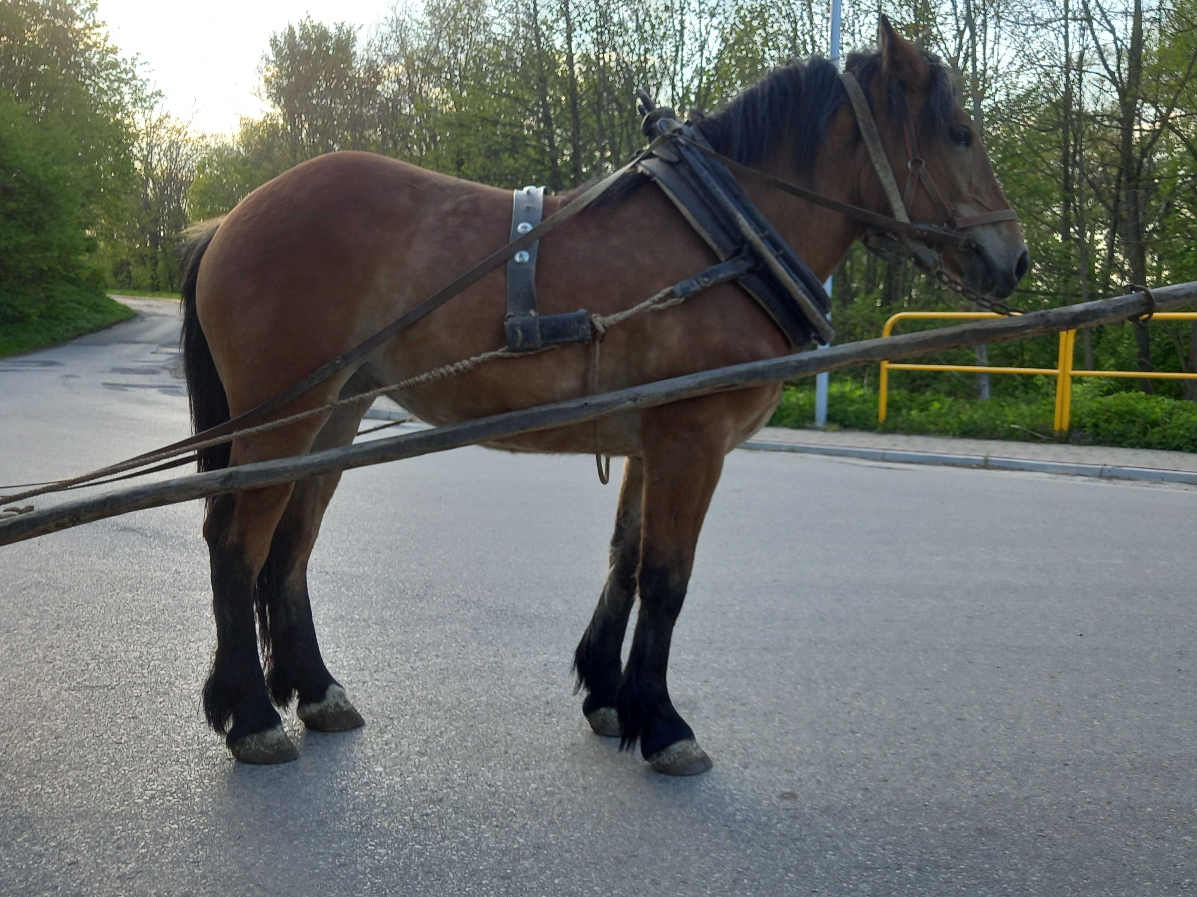 Źrebica rasy Polski Koń Zimnokrwisty