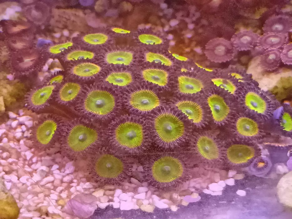 Zoa zoanthus, morskie