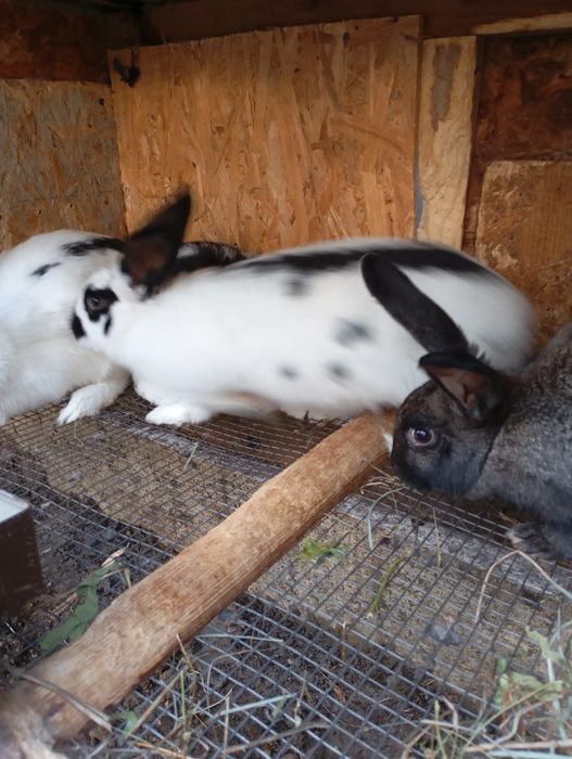 Кролики . Каліфорнія , термонці , полтавське  срібло . Різного віку ,.