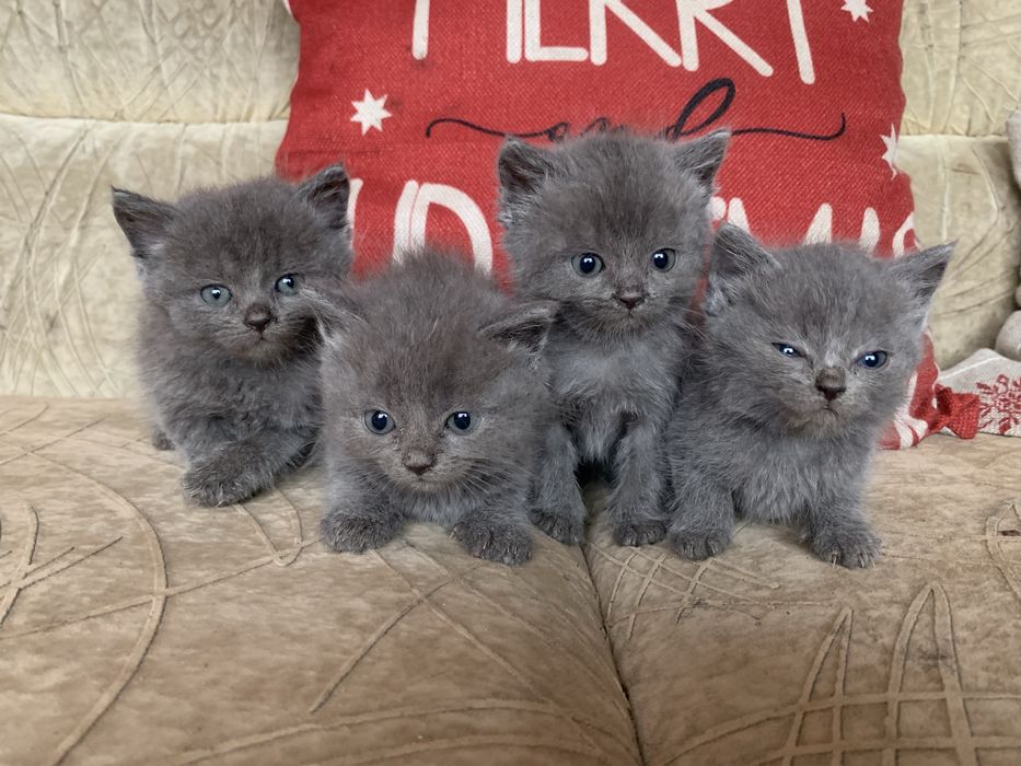 Британські кошенята