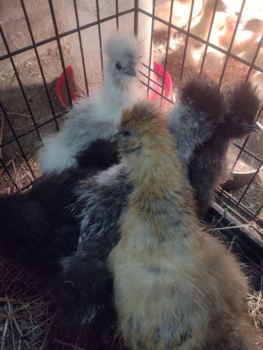 Silka. Ptaki ozdobne. Silka Jedwabista 2023