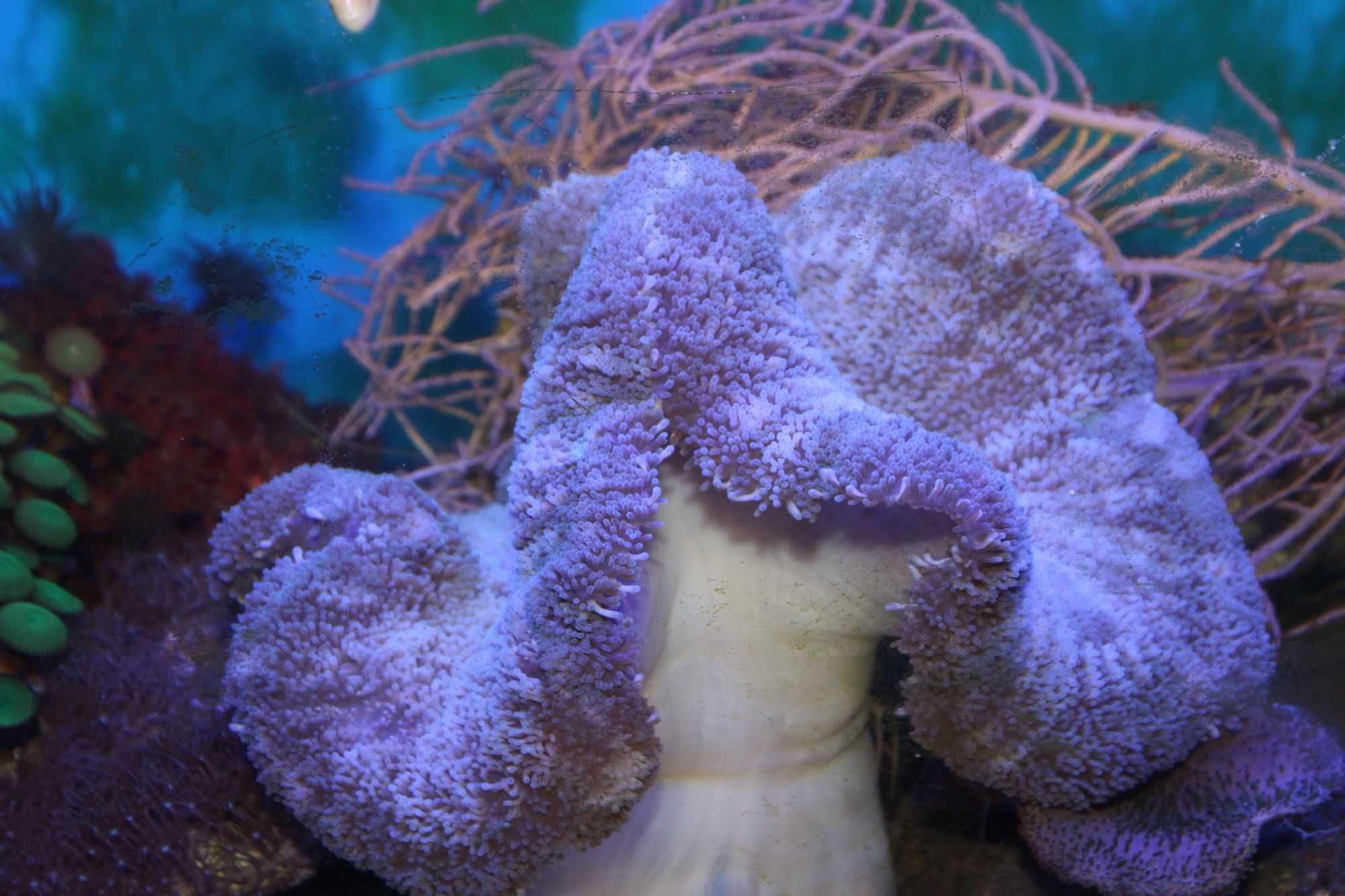 Stichodactyla Sp./ Carpet Anemone/  Morskie.
