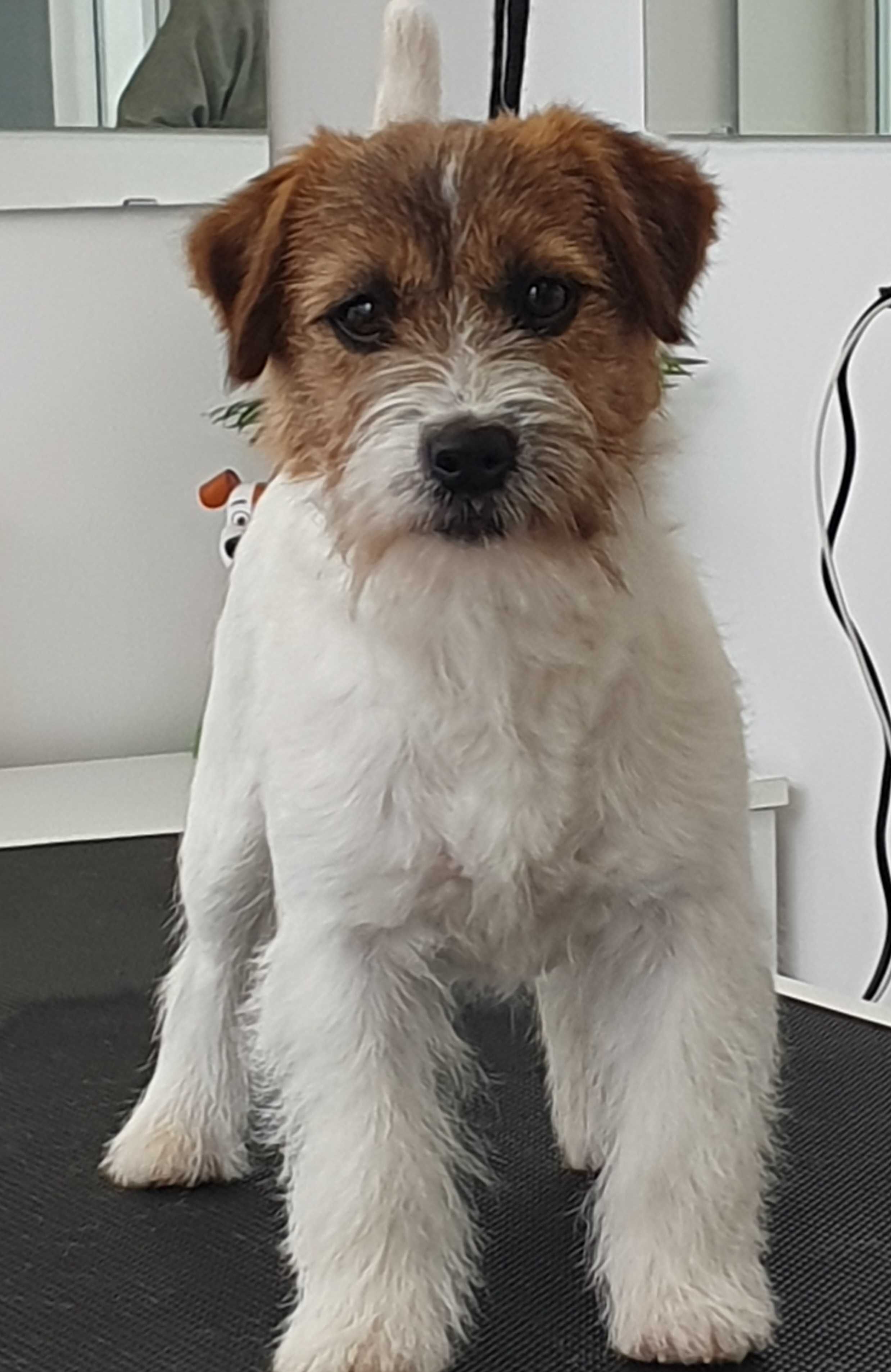 Jack Russell Terrier rodowodowa suczka, Związek Kynologiczny w Polsce