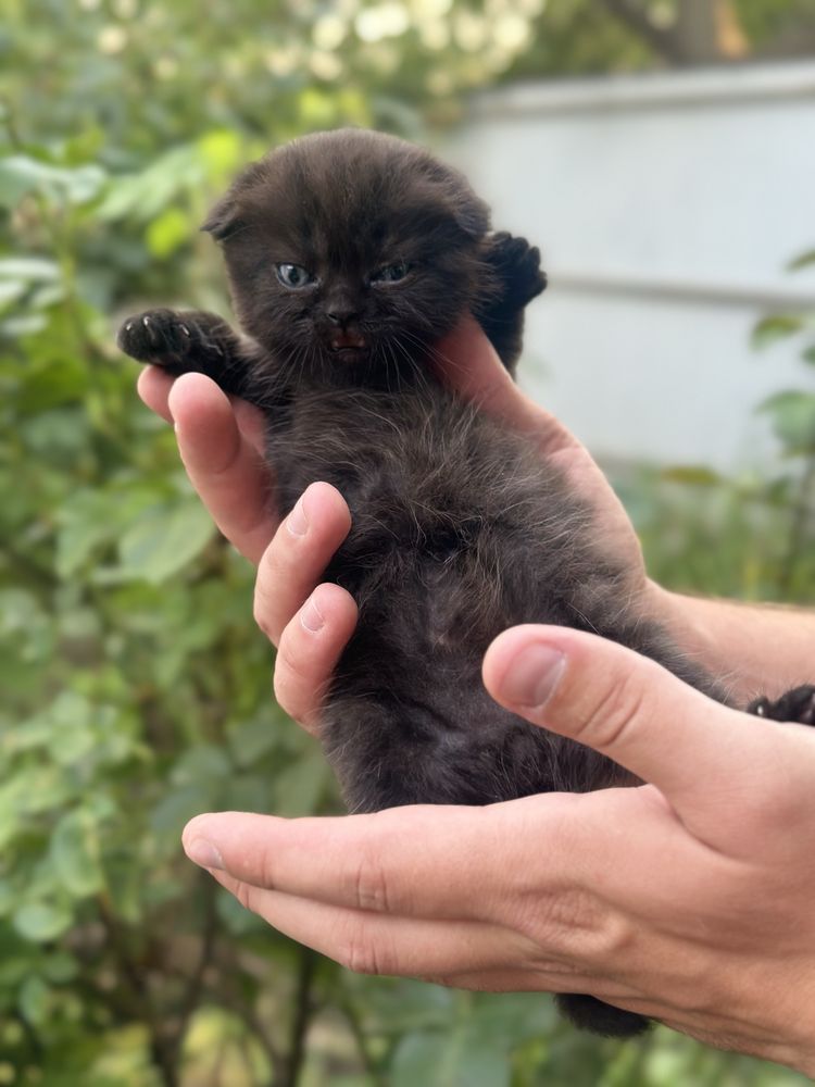 Шотландські котики