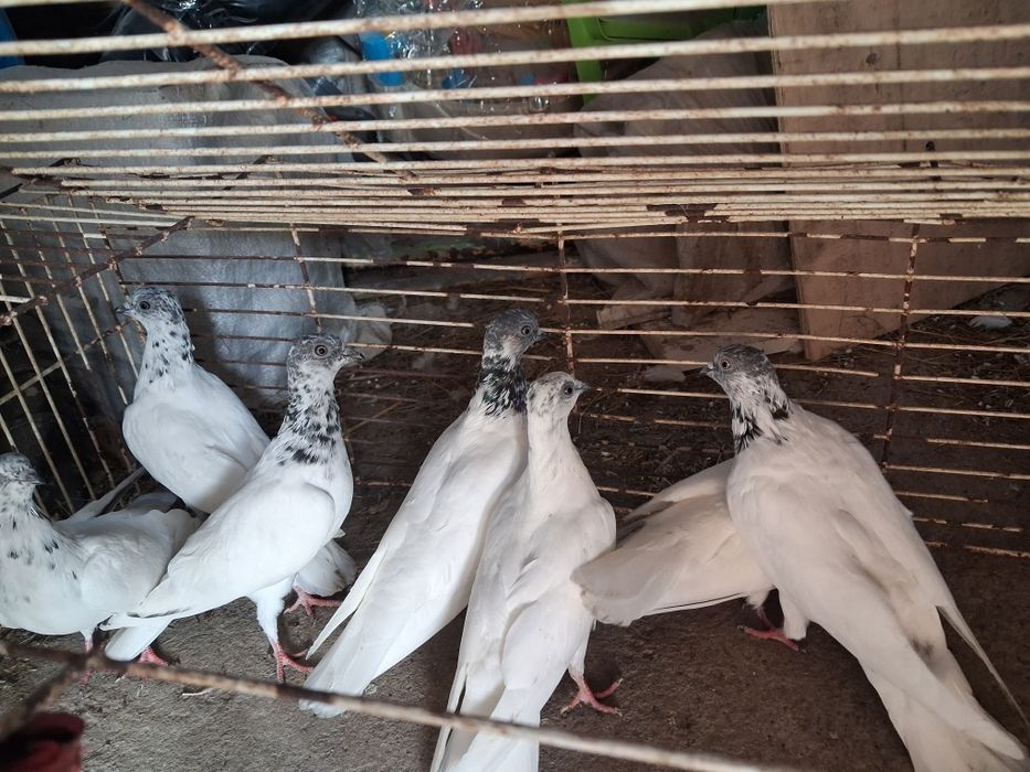 Budapeszty wysokolotne