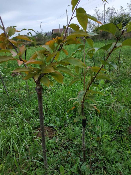 Сакура звичайна…..