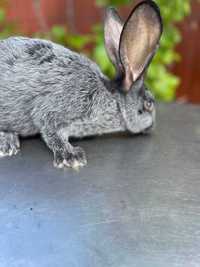 Продам кролика Полтавське срібло. Вага кроля від 2 кг