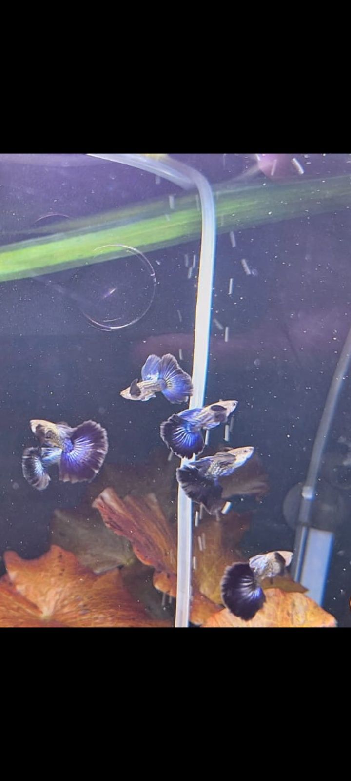 Gupik Dumbo Halfmoon Blu Snakeskin___PARA___PAKIET