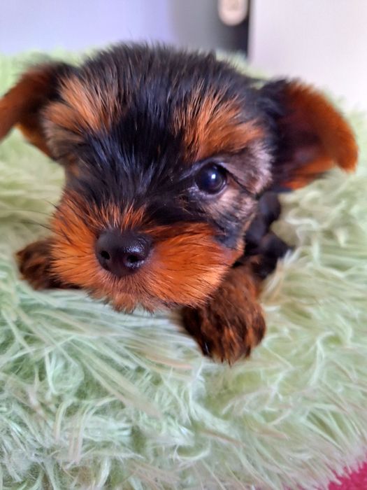 York żywe sreberko piesio