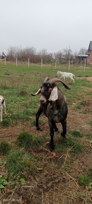 Sprzedam kozy, kózki i kozła