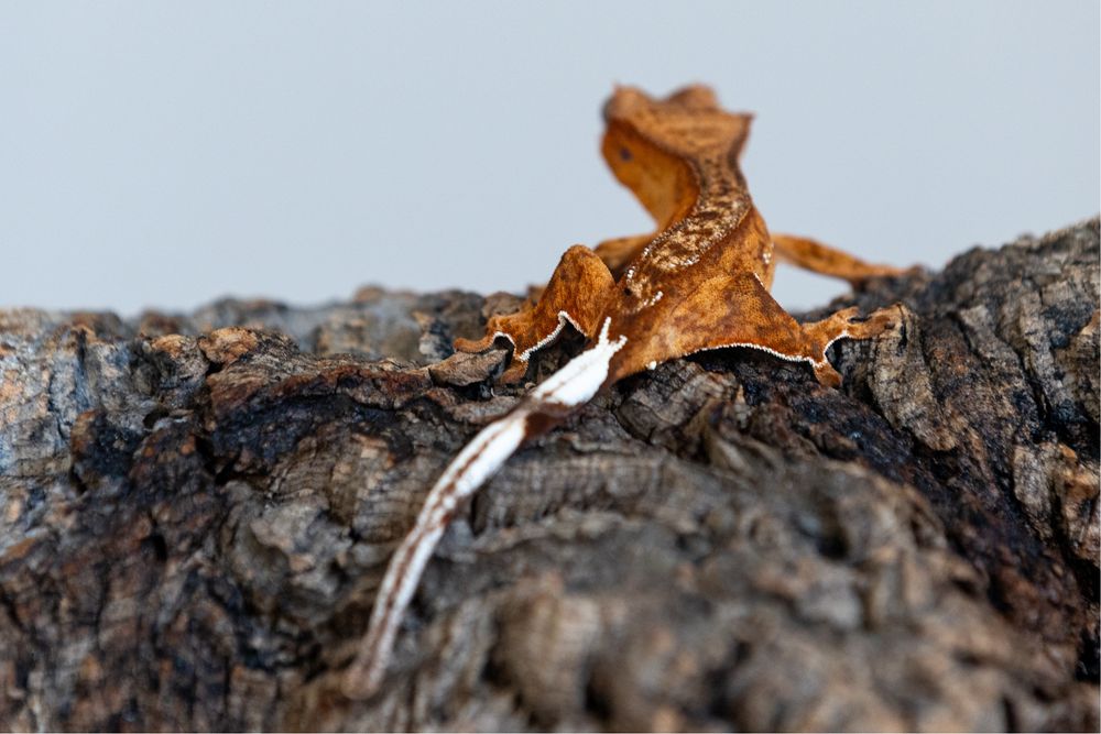 Gekon orzęsiony - samica