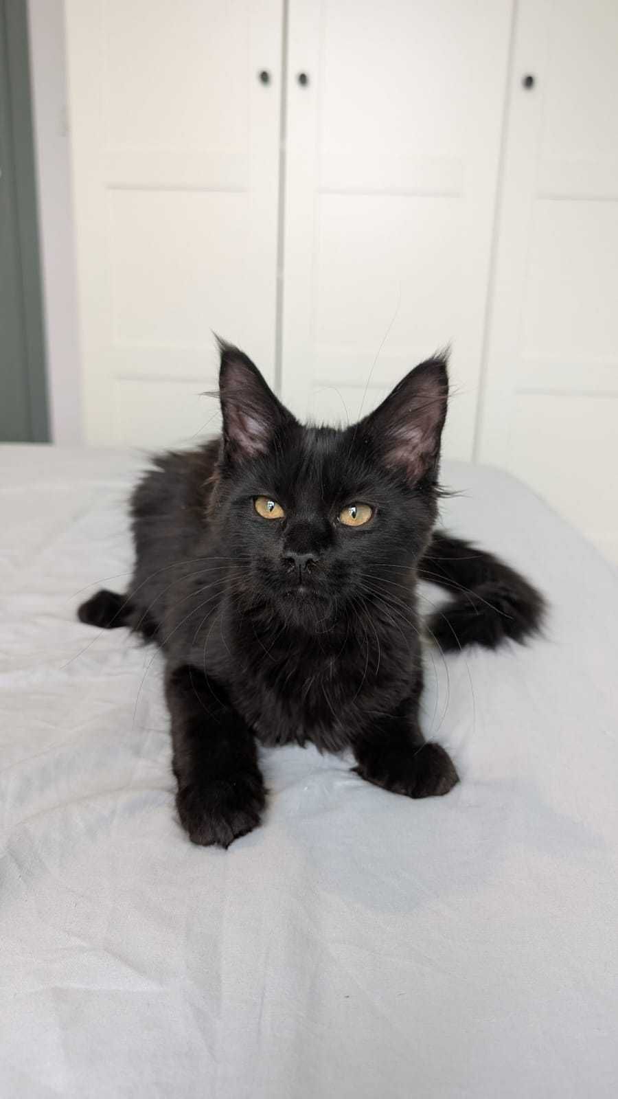 Maine coon - kotka