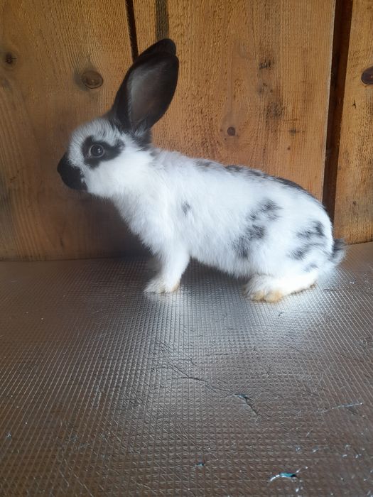 Продам самця строкача