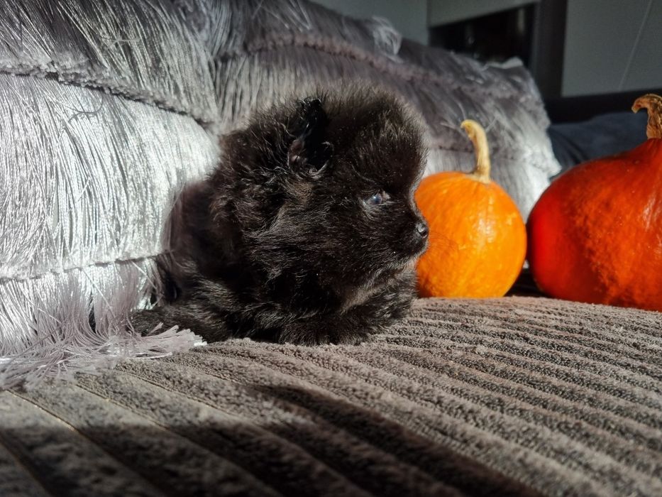 Typ Misia Pomeranian BLACK szpic miniaturowy. Typ misia gęste umaszcze