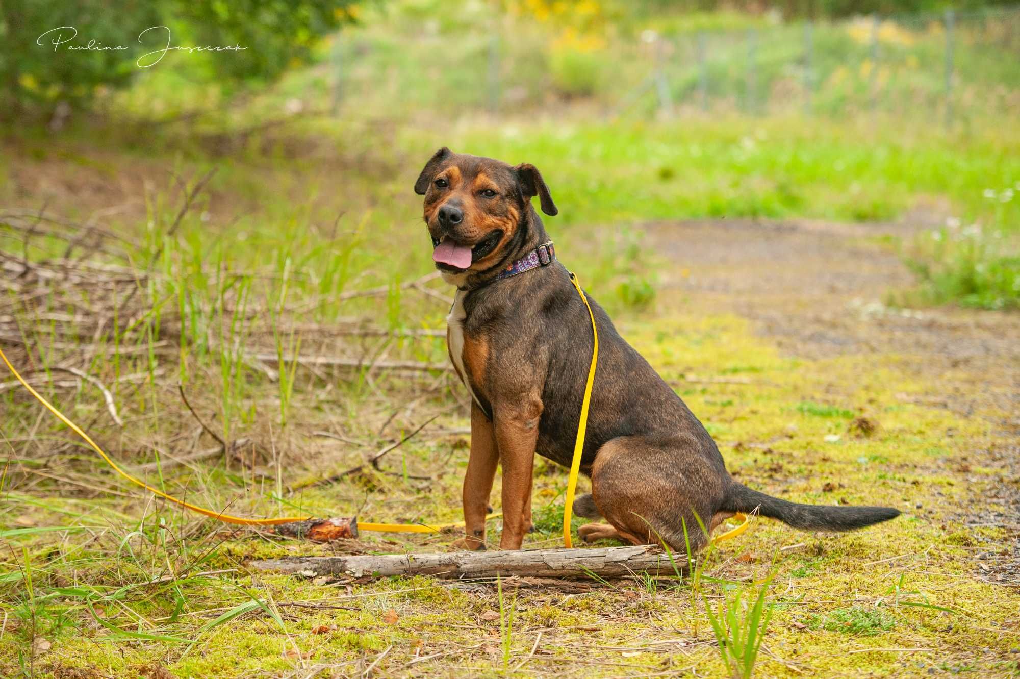 Młody Pesto, troszkę ttb, do adopcji! Nie każ mu na siebie czekać!