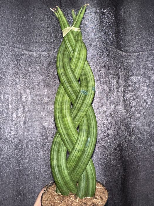 Сансевієрія пять видів