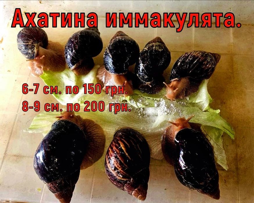 Улитки Ахатины от 50 гривен