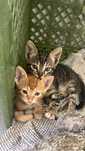 Duas Gatinhas Fêmeas para Adoção