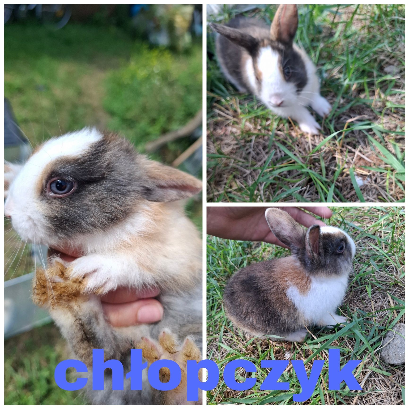 Króliczki miniaturki