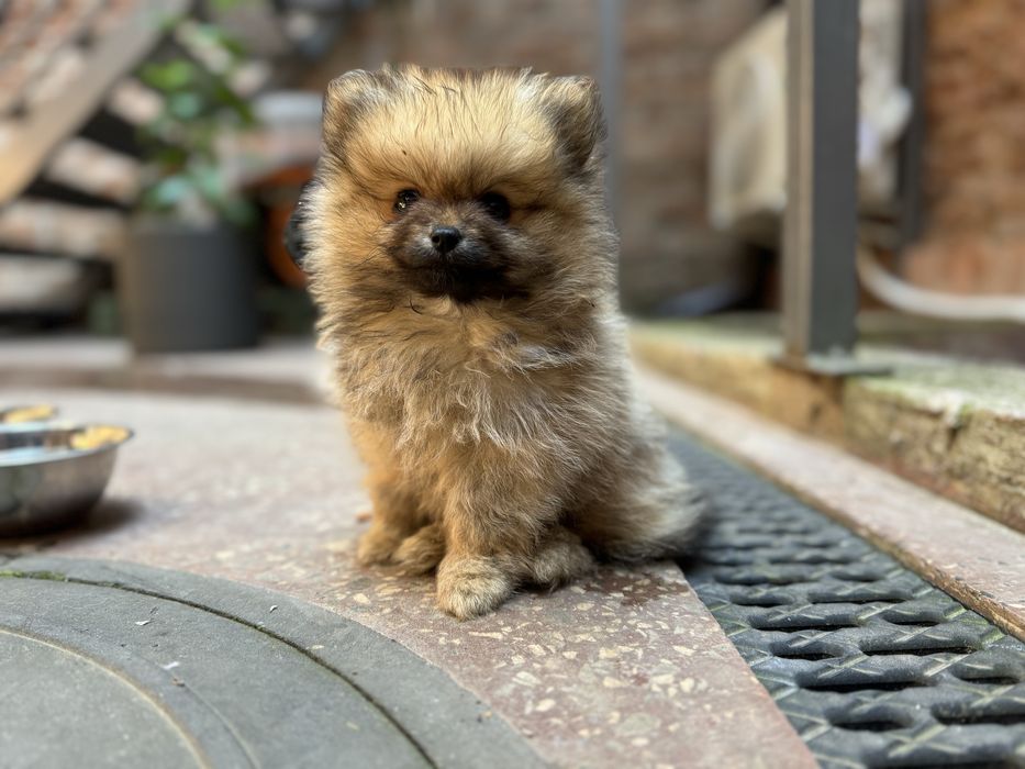 Померанський шпіц