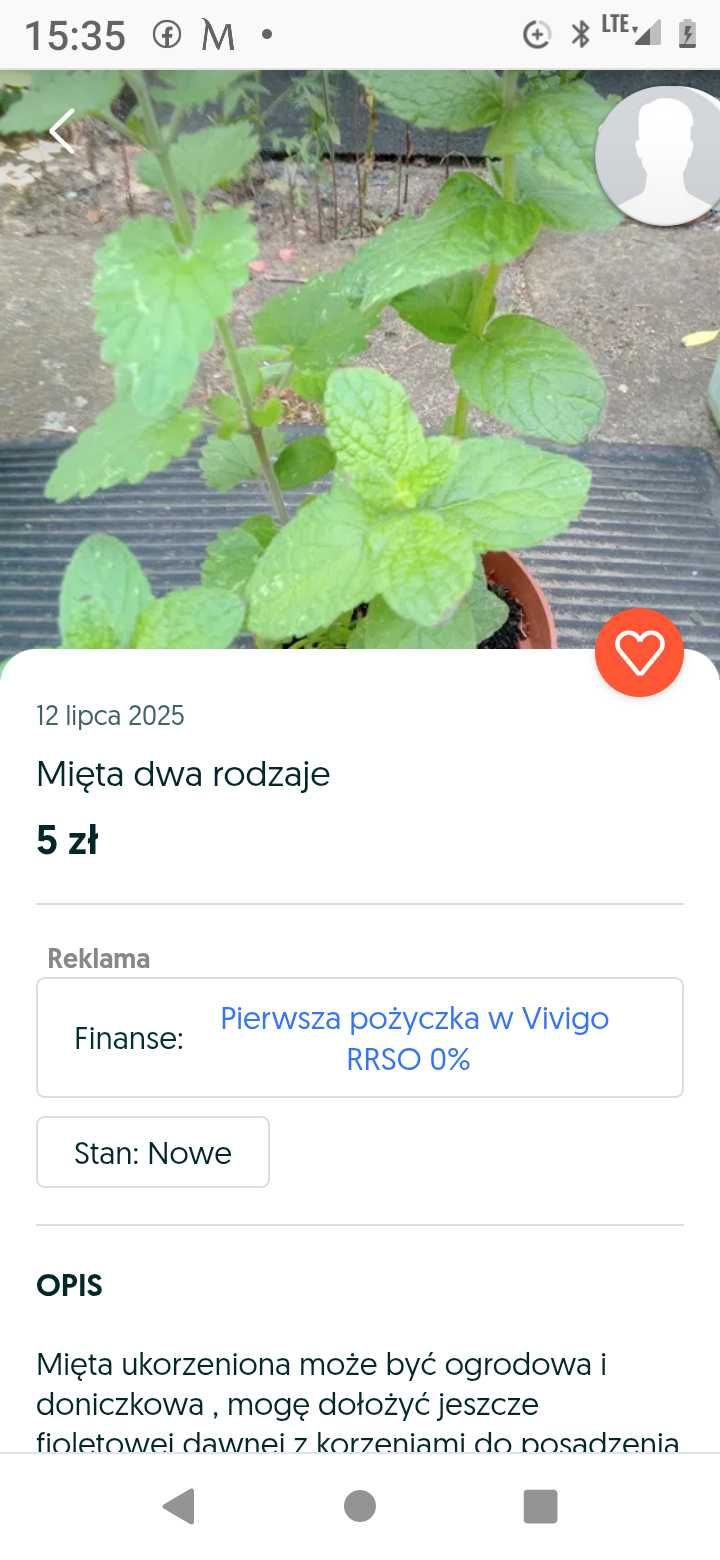 Mięta ogrodowa dwa rodzaje