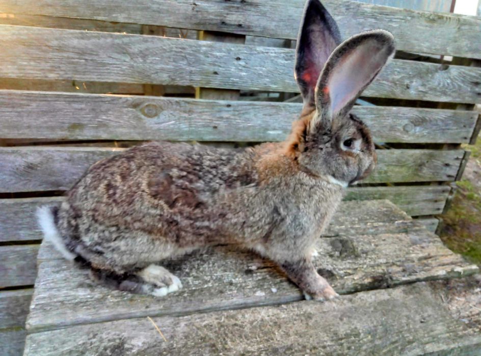 Olbrzym belgijski (samiec)